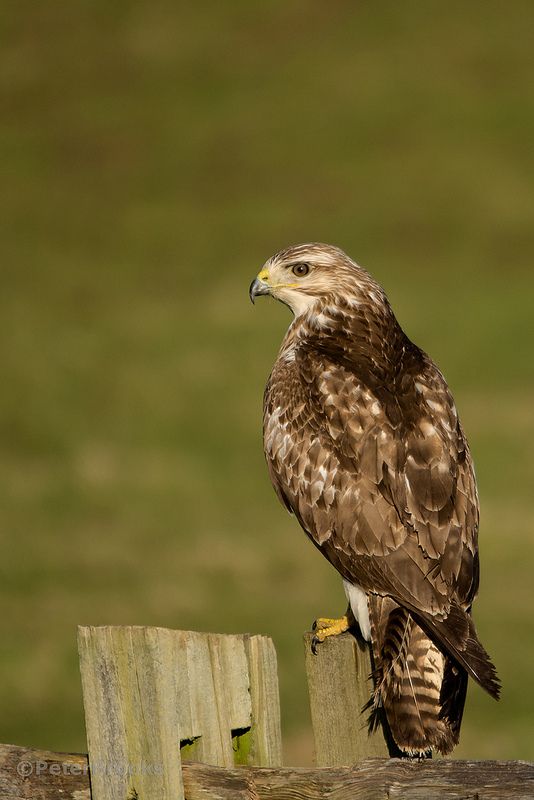 The Buzzard's Nest (AM, MF, HF, FM & Airband VHF) avatar