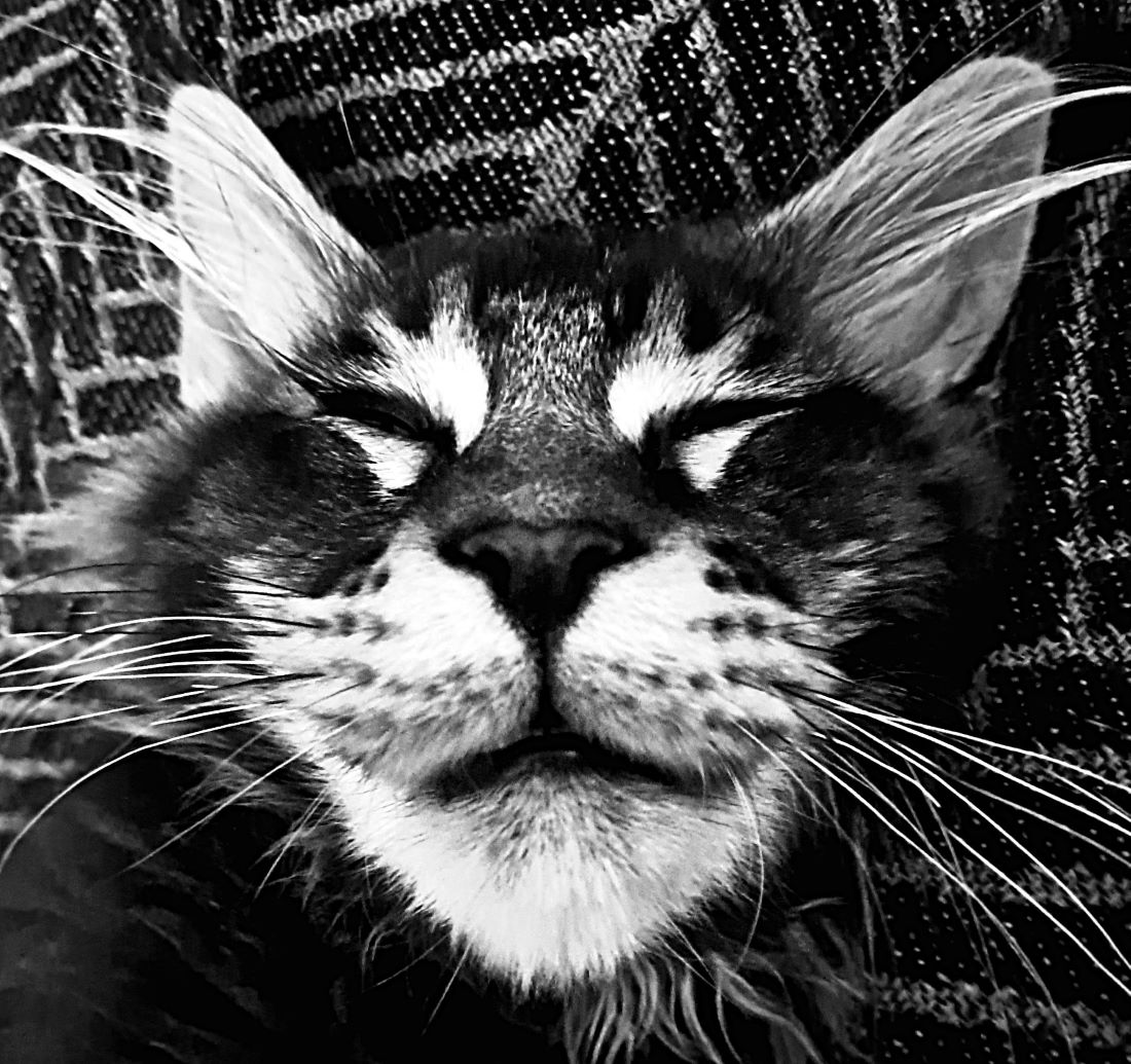 The Sleeping Cat Reciever avatar