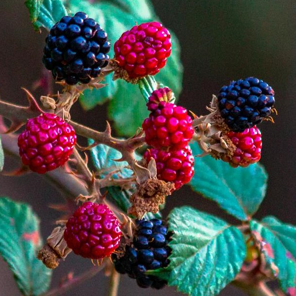 Waldbeere | HF/VHF/UHF WebSDR avatar